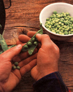 Growing Peas in Your Vegetable Garden Image